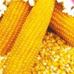 Поп корну насіння попкорну (Геліос)