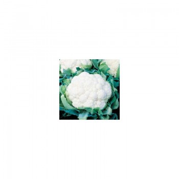 Подснежник F1 семена капусты цветной (Satimex)