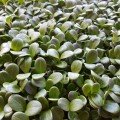 Розторопле насіння мікрозелене (Agrocity)