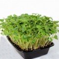 Редиш (1 врожай) для вирощування мікрозелений (Agrocity)