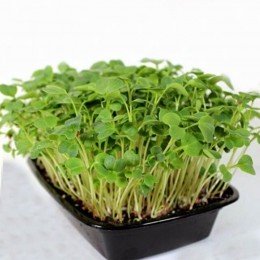Редиш (1 врожай) для вирощування мікрозелений (Agrocity)