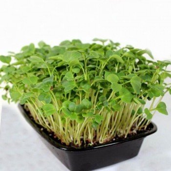 Редиш (1 врожай) для вирощування мікрозелений (Agrocity)