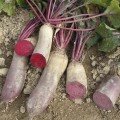 Ренова насіння буряка столового (Moravoseed)
