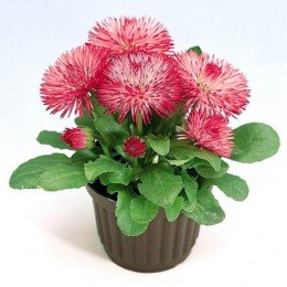 Роглі рожева (pink) насіння маргаритки (Benary)