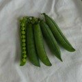 Роялсайз насіння гороху (Lark Seeds)