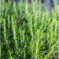 Морская роса семян розмарина (GL Seeds)