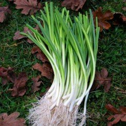 Сабля семян лука на перо (GL Seeds)
