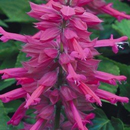 Сальса рожева (pink) насіння сальвії (Syngenta)