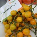 Саммер Сан F1 насіння помідора чері індетермінантного (Hazera)