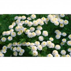 Сантана Уайт семена матрикарии (GL Seeds)