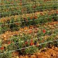 Сітка шпалерна квіткова ширина 1 метр 125 х125 мм біла (Agreen)