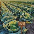 Шані F1 насіння капусти білокачанної (Sakata)