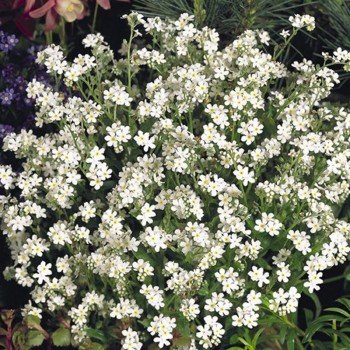 Сільва біла (white) насіння незабудки (Benary)