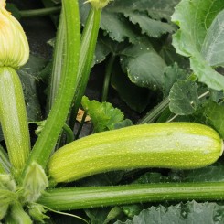 Сирио F1 семена кабачка (Cora Seeds)