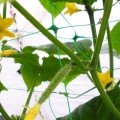 Сетка обойная PLANT NET ширина 1,7 метра 170х150 мм зеленая (Bradas)
