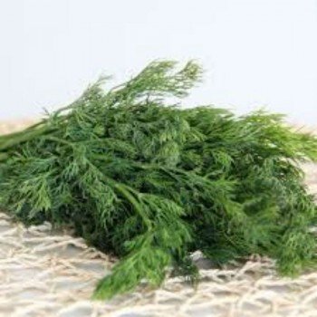 Скиф семян укропа (GL Seeds) Скиф семян укропа (GL Seeds)