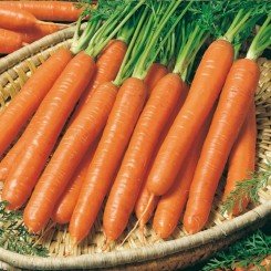 Смерная (Нантес) семена моркови (Semo)
