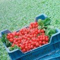 Стелар F1 (Стелар) насіння редиски (Syngenta)