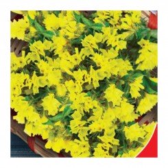 Супрем Голден (желтая) семена статики (GL Seeds)