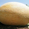 Світ Ананас (Sweet Pineapple) насіння дині (Satimex)