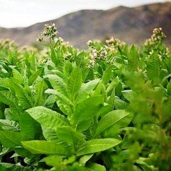 Табак для курения семян (Гелиос)