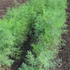 Терни семян укропа (Agri Saaten)