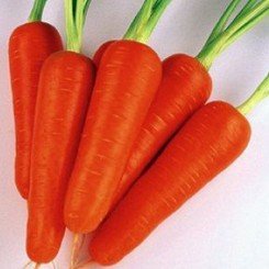 Кораліна F1 (Ті-134 F1) (калибр. 2,0-2,2 мм) насіння моркви (Takii Seeds)