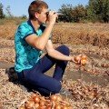 Титан F1 насіння цибулі ріпчастої жовтої (LibraSeeds)