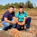 Титан F1 насіння цибулі ріпчастої жовтої (LibraSeeds)