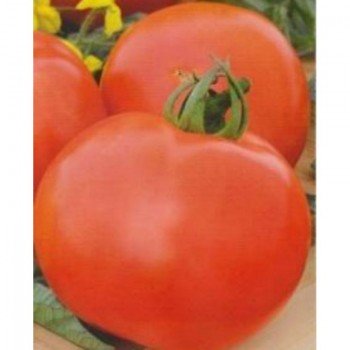 Титан семян помидора детерминантного (GL Seeds)