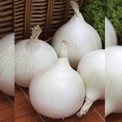 Тонда Мусон насіння цибулі ріпчастої білої (Hortus)