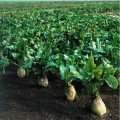 Центаур Полі насіння буряка кормового білого (Професійне насіння) НІ ТОВАРА