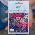Аміго суміш (mix) насіння цинерарії (Hem Zaden)