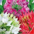 Кольоровий фонтан насіння клеоми (GL Seeds)