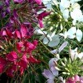 Кольоровий фонтан насіння клеоми (GL Seeds)
