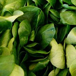 Верде де Капрай насіння салату тип Корн (Hortus)