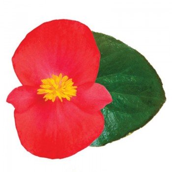 Вікінг F1 (Viking F1) Scarlet on Green насіння бегонії (Sakata)
