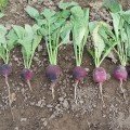 Віола насіння редиски фіолетової 35-38 дн (Moravoseed)