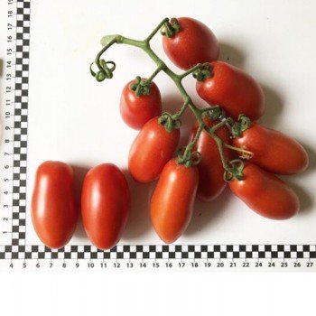 Визард F1 (6708 F1) семена помидора индетерминантного коктельного (Lark Seeds)