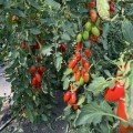Візард F1 (6708 F1) насіння помідора індетермінантного коктельного (Lark Seeds)