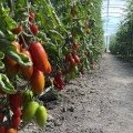 Візард F1 (6708 F1) насіння помідора індетермінантного коктельного (Lark Seeds)