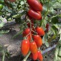 Візард F1 (6708 F1) насіння помідора індетермінантного коктельного (Lark Seeds)