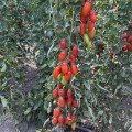 Візард F1 (6708 F1) насіння помідора індетермінантного коктельного (Lark Seeds)