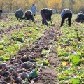 Воевода F1 насіння буряка столового (Lucky Seed)