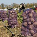 Воевода F1 насіння буряка столового (Lucky Seed)