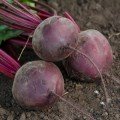 Воевода F1 насіння буряка столового (Lucky Seed)