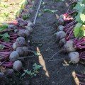 Воевода F1 насіння буряка столового (Lucky Seed)