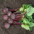 Воевода F1 насіння буряка столового (Lucky Seed)