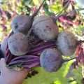 Воевода F1 насіння буряка столового (Lucky Seed)
