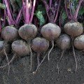 Воевода F1 насіння буряка столового (Lucky Seed)
